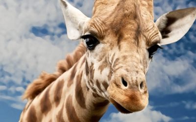 Giraffe Kissed Keeper