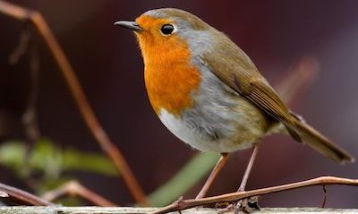 The Death Of Cock Robin