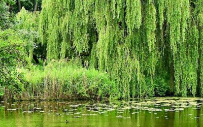 Nature Poems by Alexis Kivi