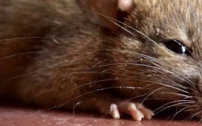 A Dead Rat. Poem by John Hancock